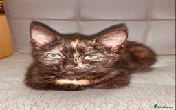 British Shorthair cats for sale: Adorable Multi colour Torty FOR SALE - Image 6