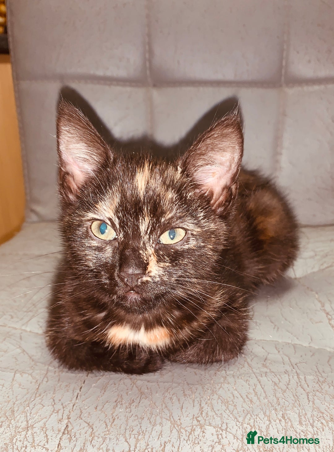 British Shorthair cats for sale: Adorable Multi colour Torty FOR SALE - Image 6