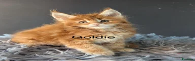 Maine Coon Kitten 3