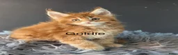 Maine Coon cats for sale: Outstanding Russia lines baby boys  - Advert 17