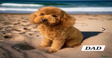 Cockapoo dogs F1 cockapoo puppies  - Advert 7