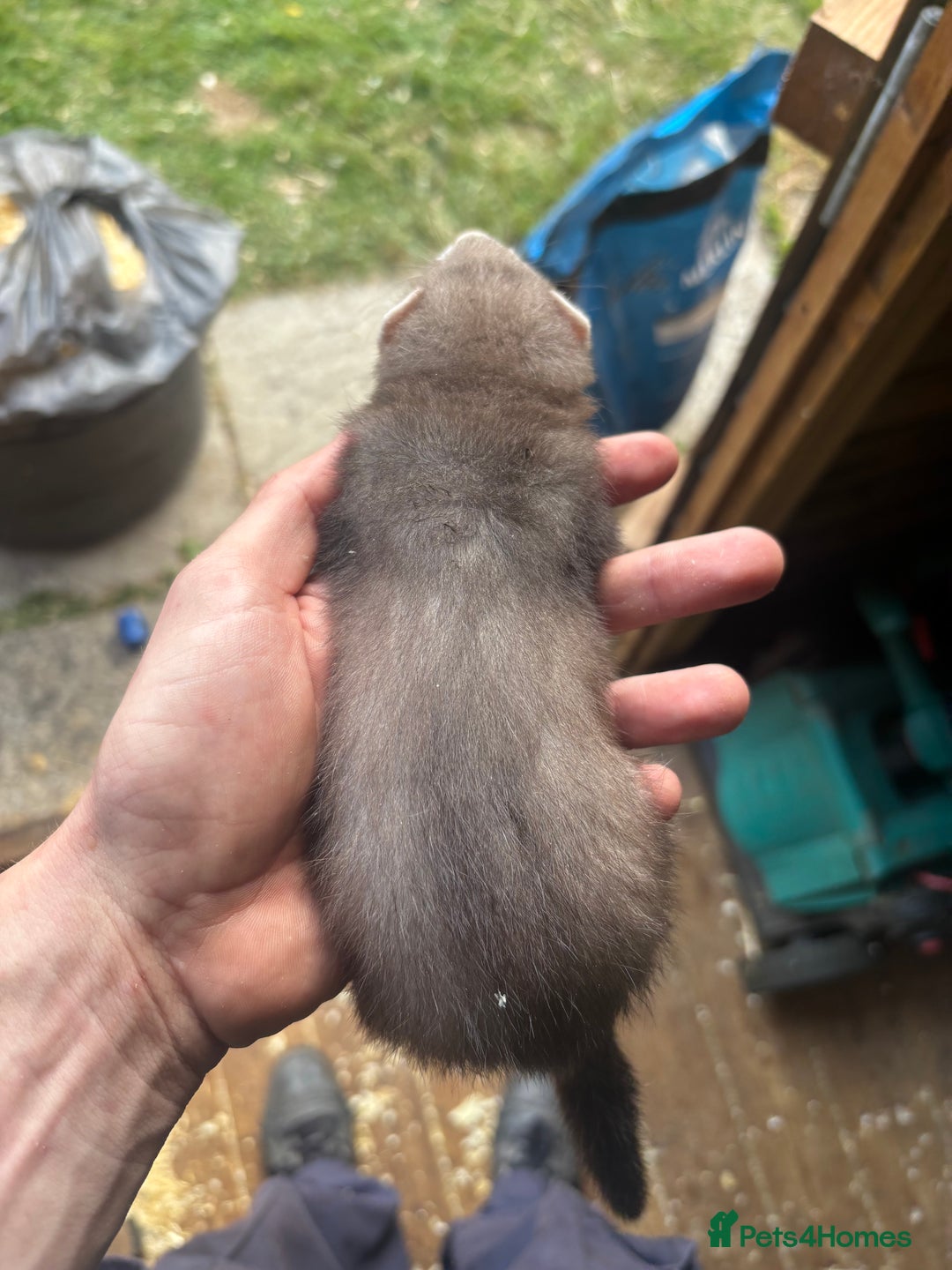 Ferret rodents for sale: Two male hobs micros  - Image 4