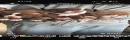 American Bully dogs for sale: Pocket bully - Advert 8