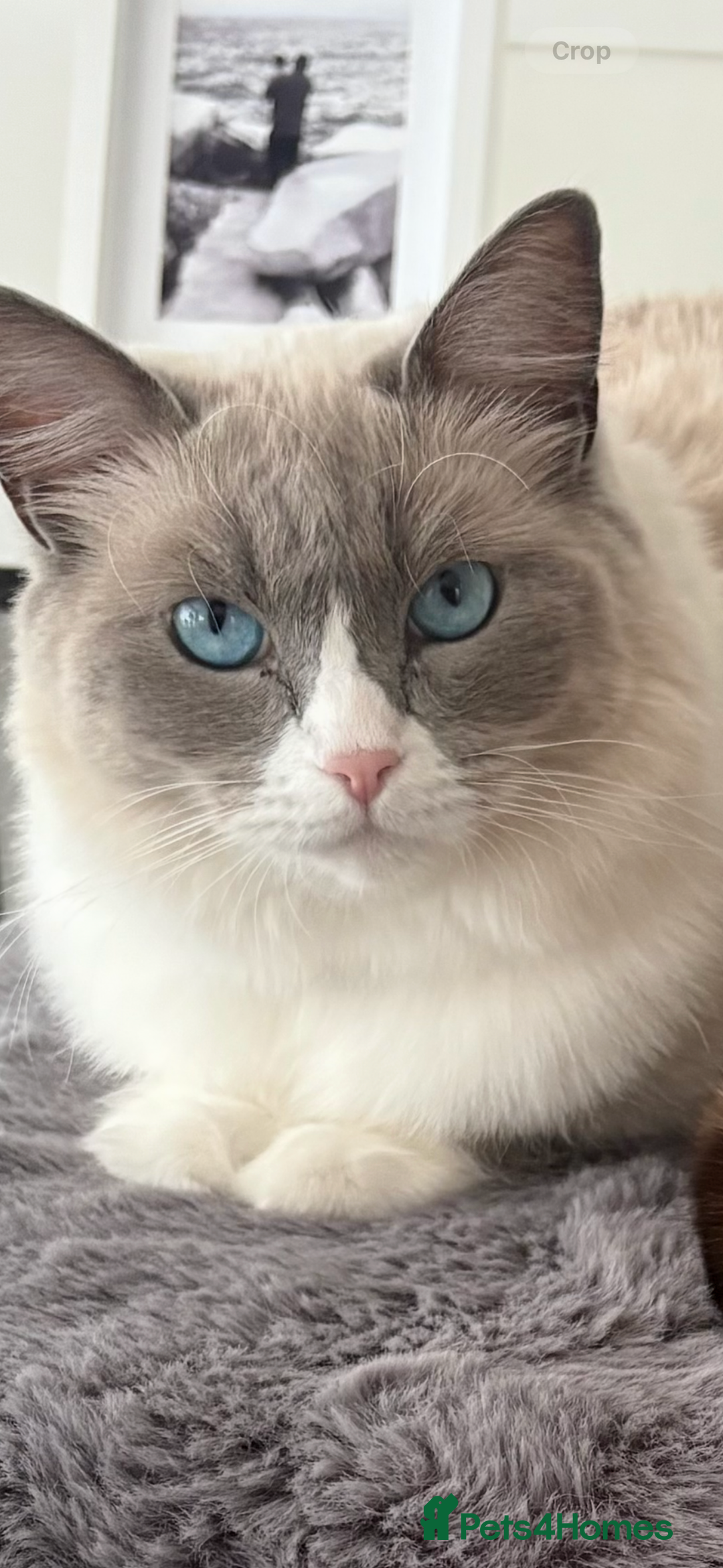 Ragdoll cats for sale: 2.5Yo Female Ragdoll  - Advert 1