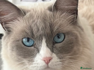 Ragdoll cats 2.5Yo Female Ragdoll - Advert 1