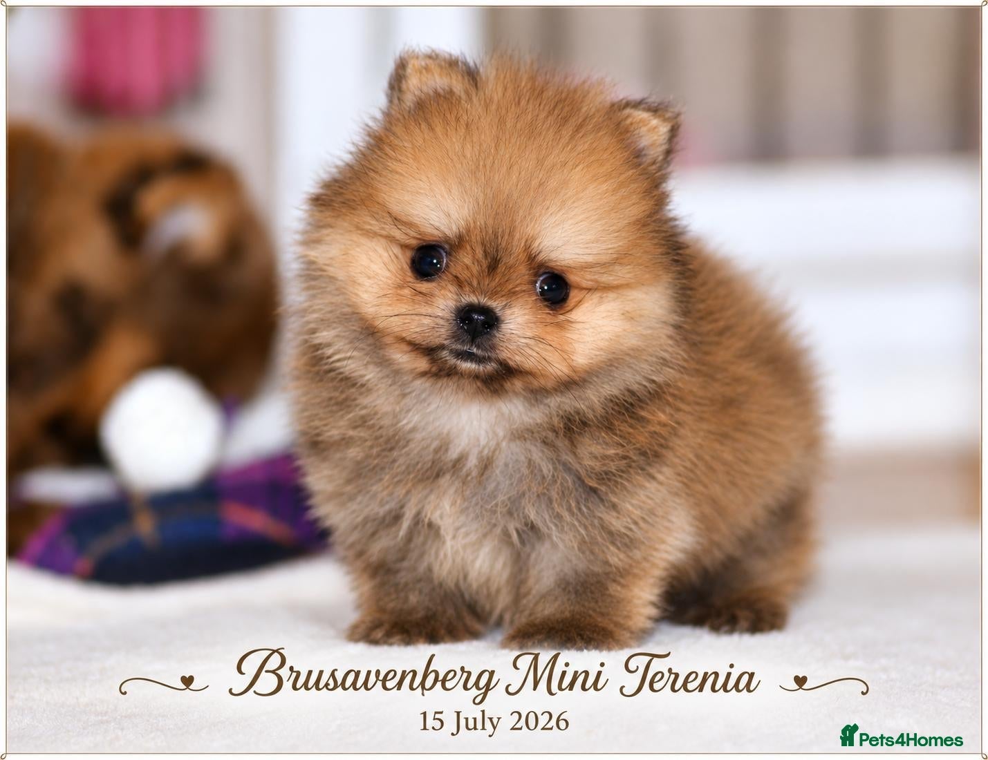 Pomeranian dogs UNREAL SUPER TINY MINI POMERANIANS RKC - Advert 12
