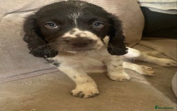 Sprocker dogs for sale: Lovely Sprocker pups - Image 5