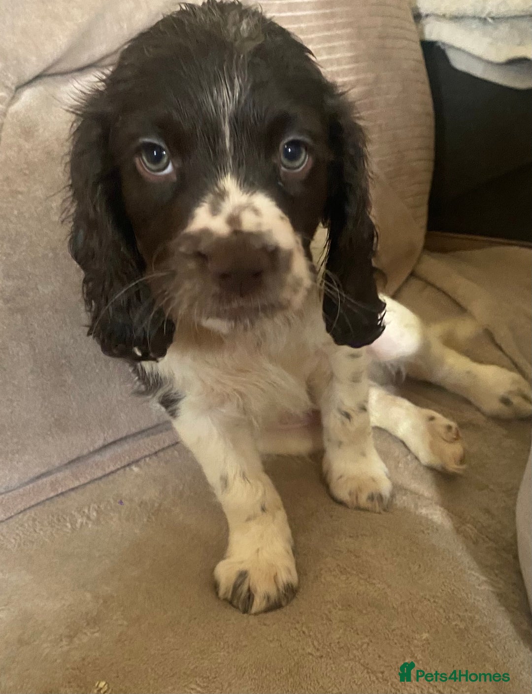 Sprocker dogs for sale: Lovely Sprocker pups - Image 5