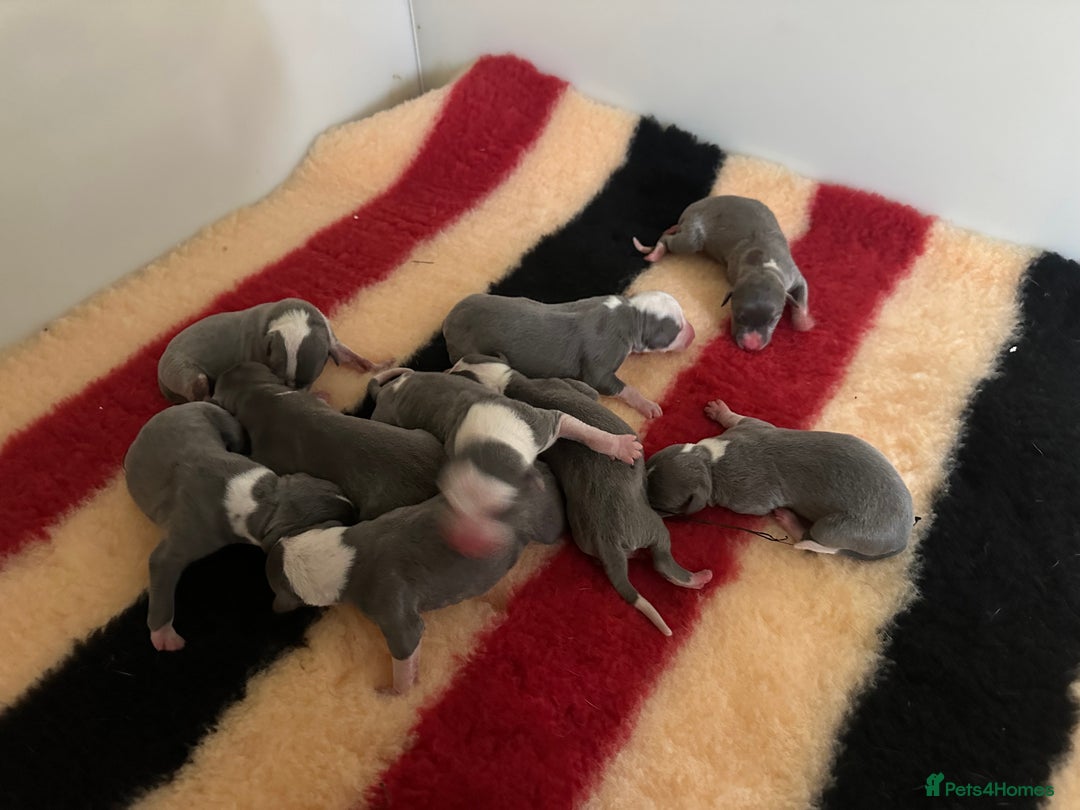 Whippet dogs for sale: Kc reg whippets Hear and eye tested parents  - Image 6