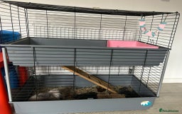 Mini Lion Lop rabbits for sale: Lion Lop Head Rabbit Looking for a Loving Home - Image 2