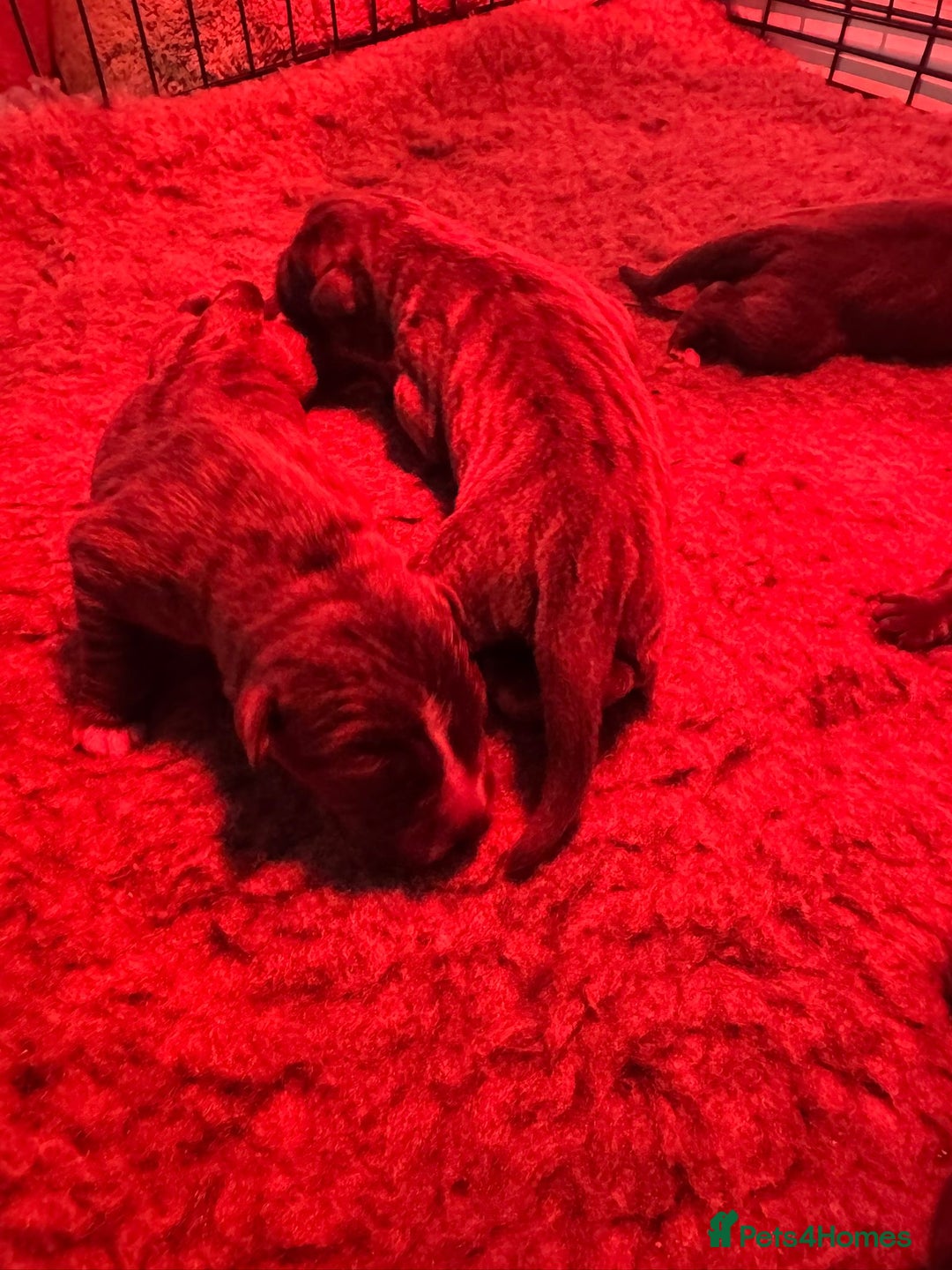 Cane Corso dogs for sale: Outstanding cane corso pups 🐶  - Advert 8