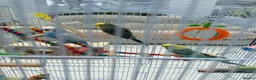 Budgerigars birds for sale:     3 Stunning Budgies with Cage & Accessories in Dewsbury - Advert 6