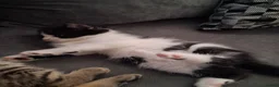 British Shorthair cats for sale:  Shorthair cross kittens - Advert 2