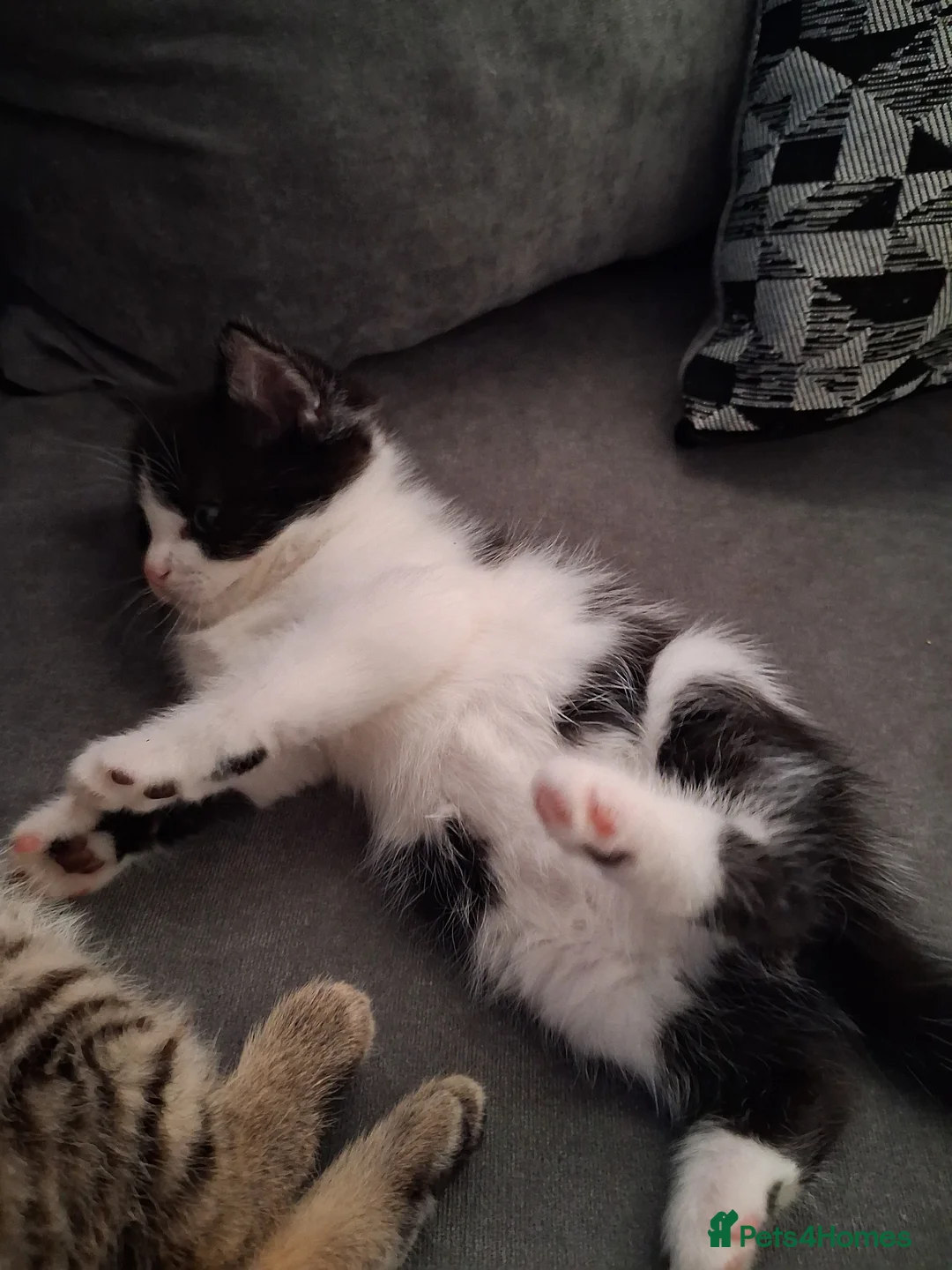 British Shorthair cats for sale:  Shorthair cross kittens - Advert 2
