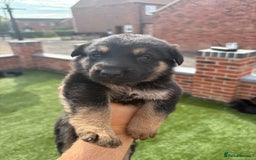 German Shepherd dogs for sale: German shepherd puppies  - Image 1