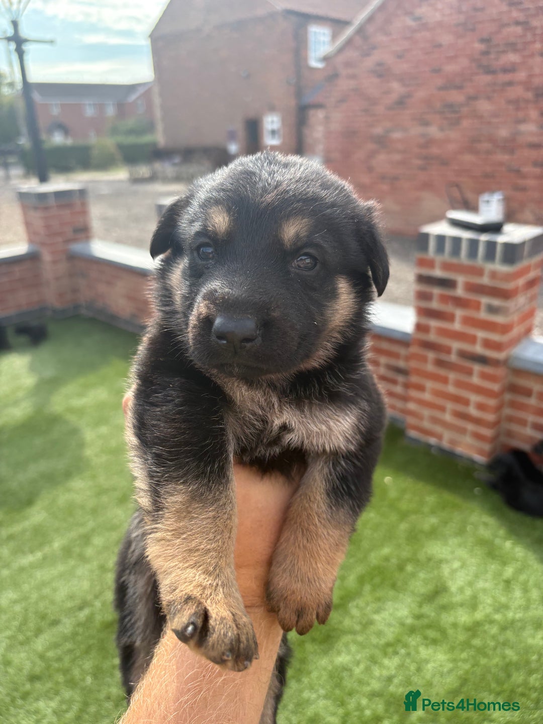 German Shepherd dogs for sale: German shepherd puppies  - Image 1