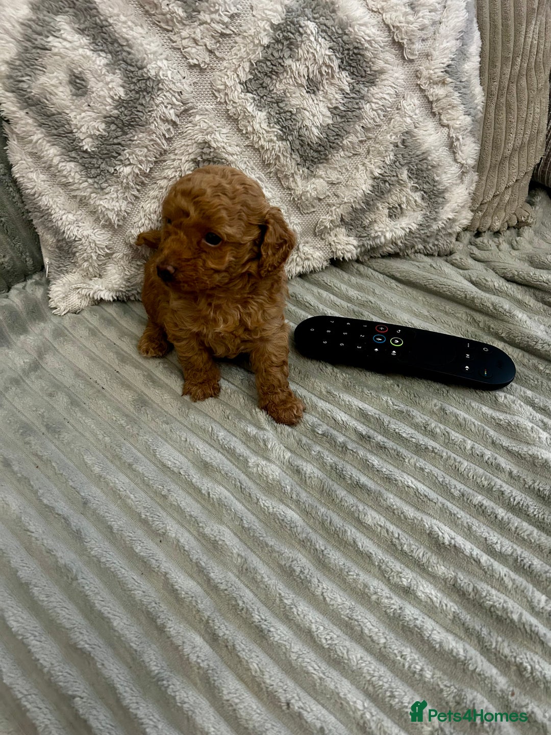 Maltipoo dogs for sale: ✨ Adorable Tiny Maltipoo Puppies For Sale! ✨  - Image 9