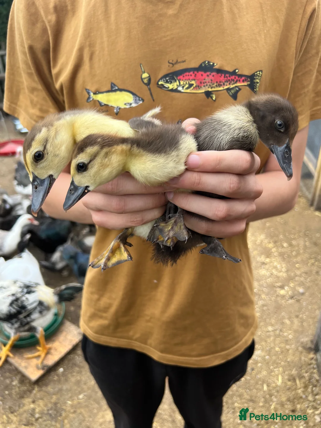 Waterfowl poultry for sale: Muscovy Duck Hatching eggs - Available to reserve - Advert 9