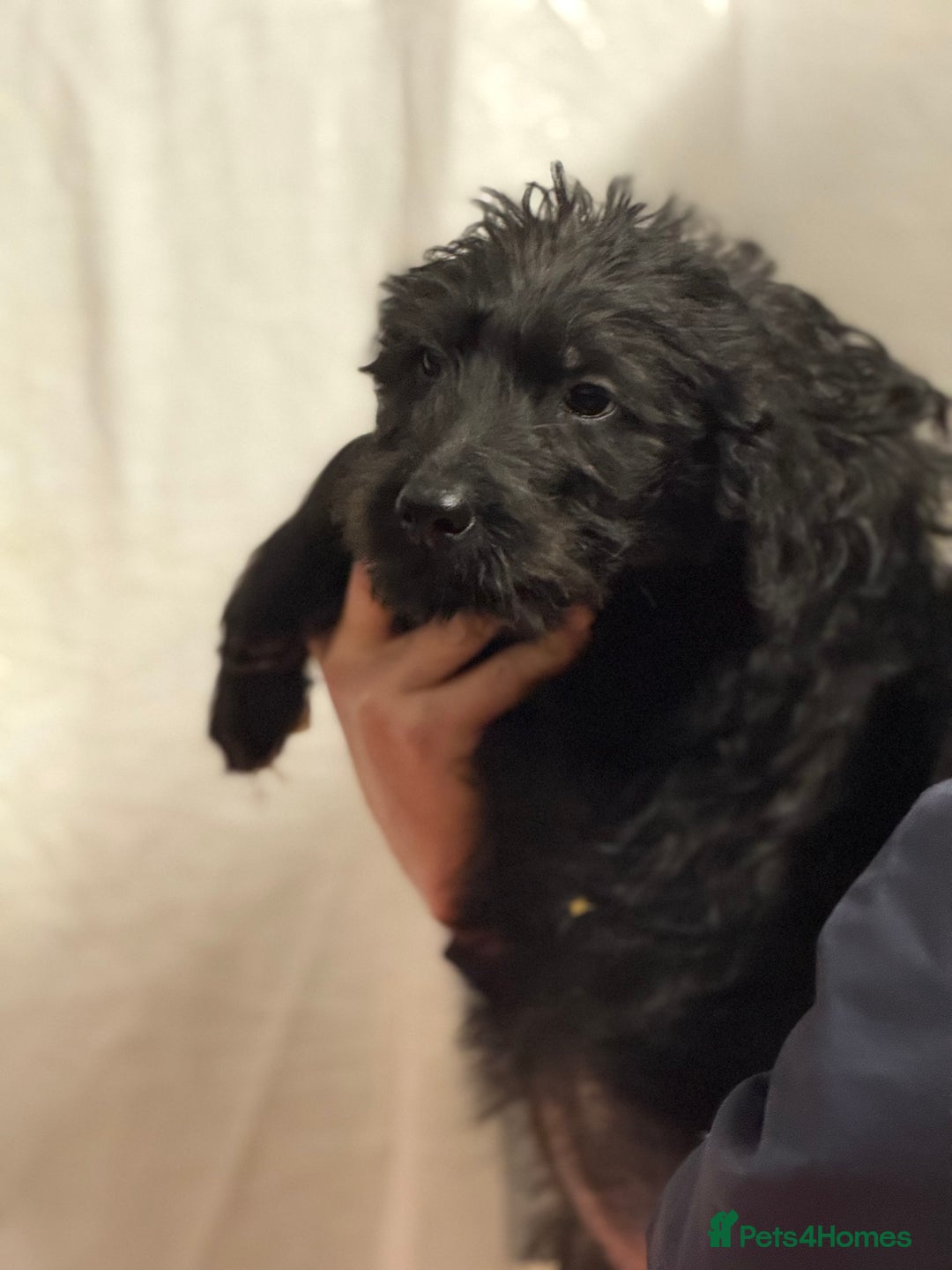 Labradoodle dogs for sale: F1 standard labradoodles  - Advert 6