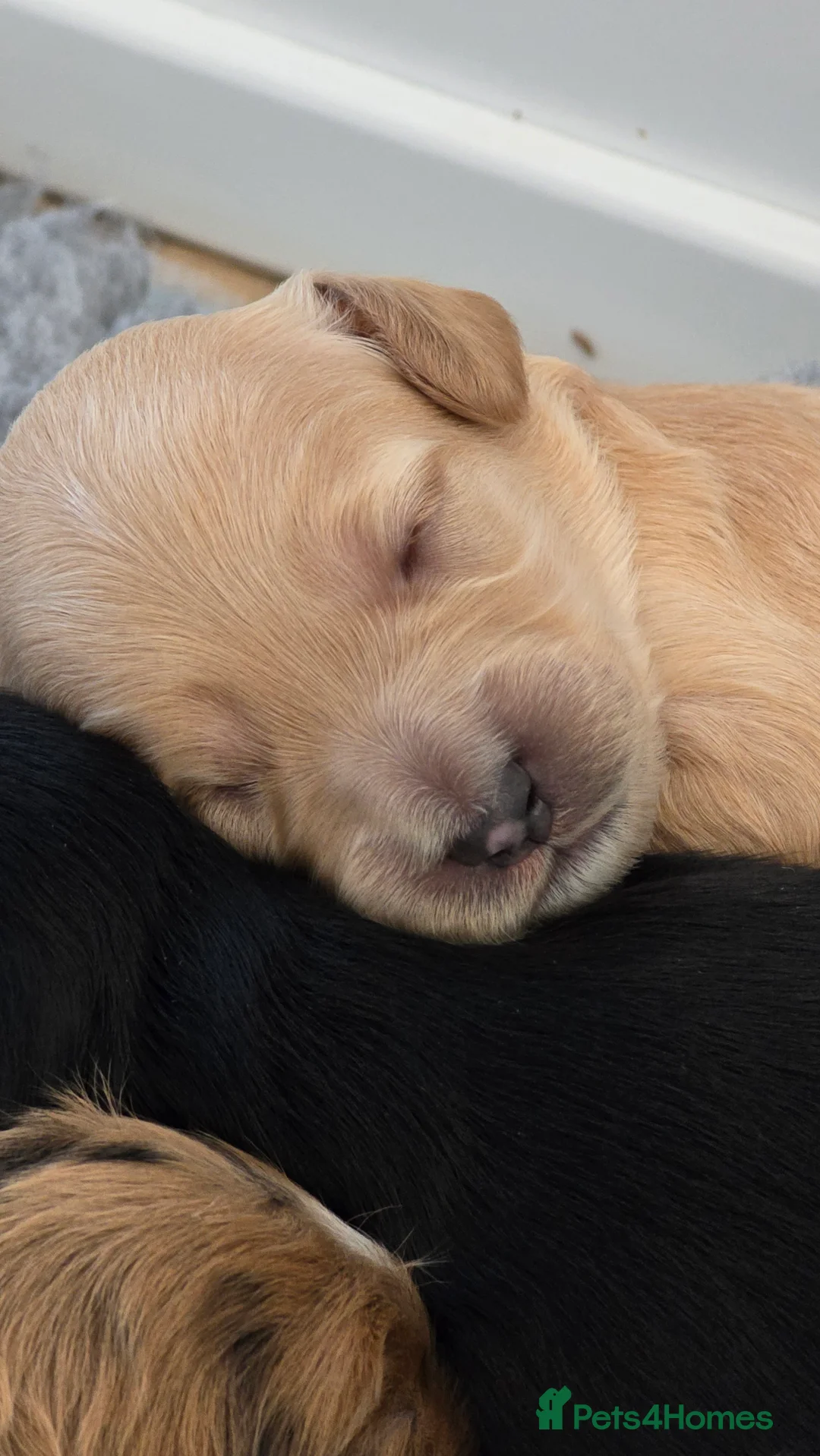 Cockapoo dogs for sale: Cockapoo Litter  in Aylesbury - Advert 2