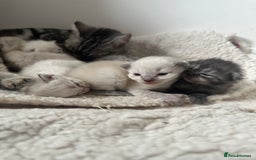 Ragdoll cats for sale: RAGDOLL X KITTENS  - Image 30