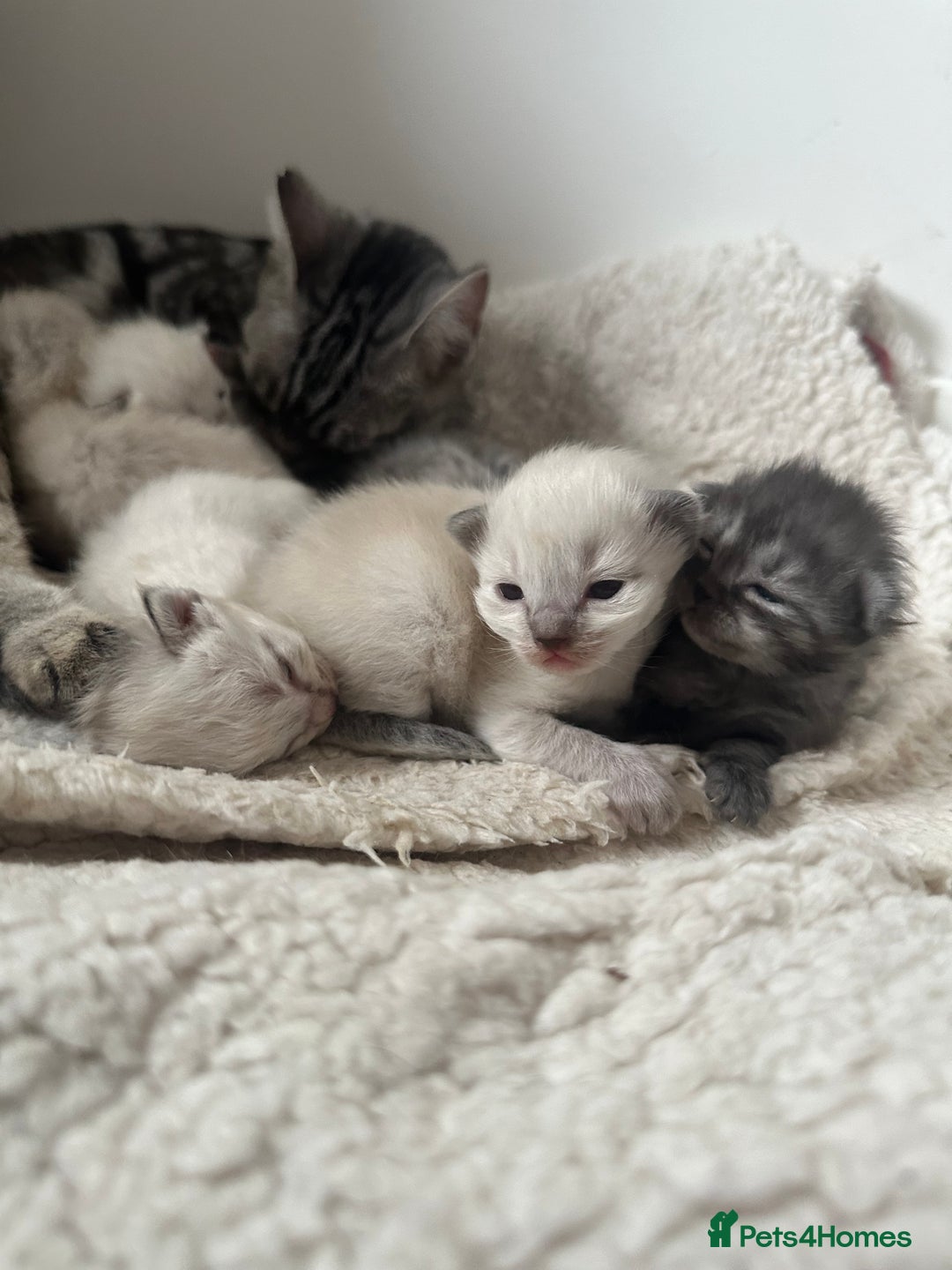 Ragdoll cats for sale: RAGDOLL X KITTENS  - Image 30