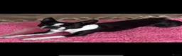 Boston Terrier dogs for sale: Stunning Boston Terrier Puppies  - Advert 15