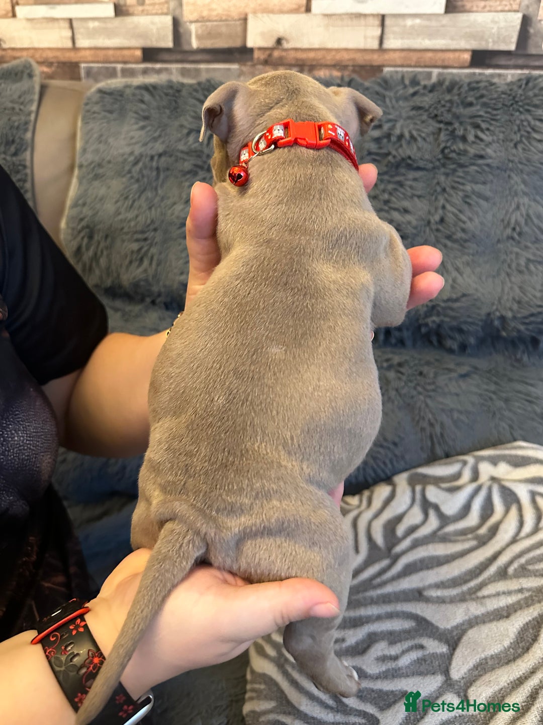American Bully dogs for sale: 🐾 ABKC Registered Micro/Pocket Bully Puppies! 🐾 - Image 11