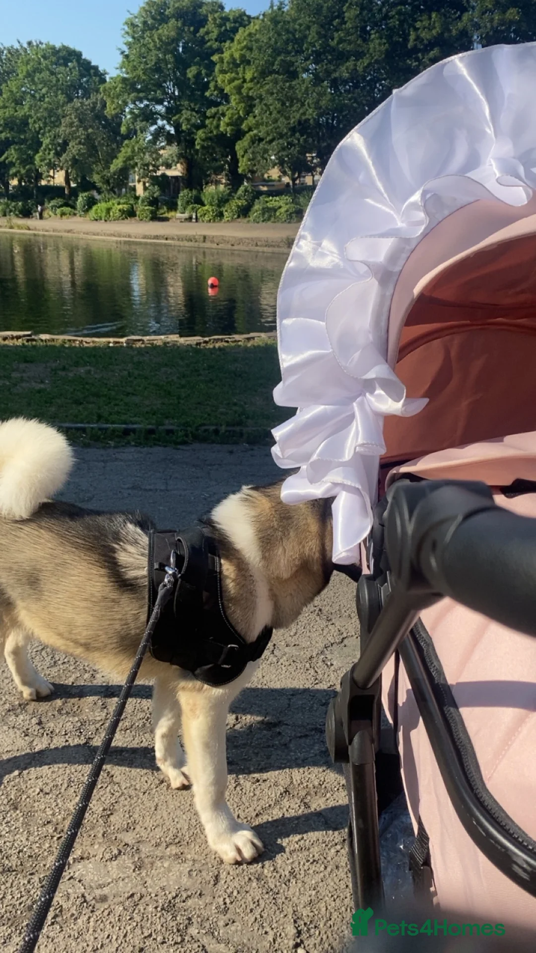 Akita dogs for sale: American Akita female  in Batley - Advert 2