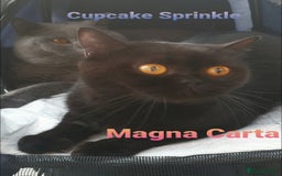 British Shorthair cats for sale: Closing of BSH cattery, 50% discount  - Image 1