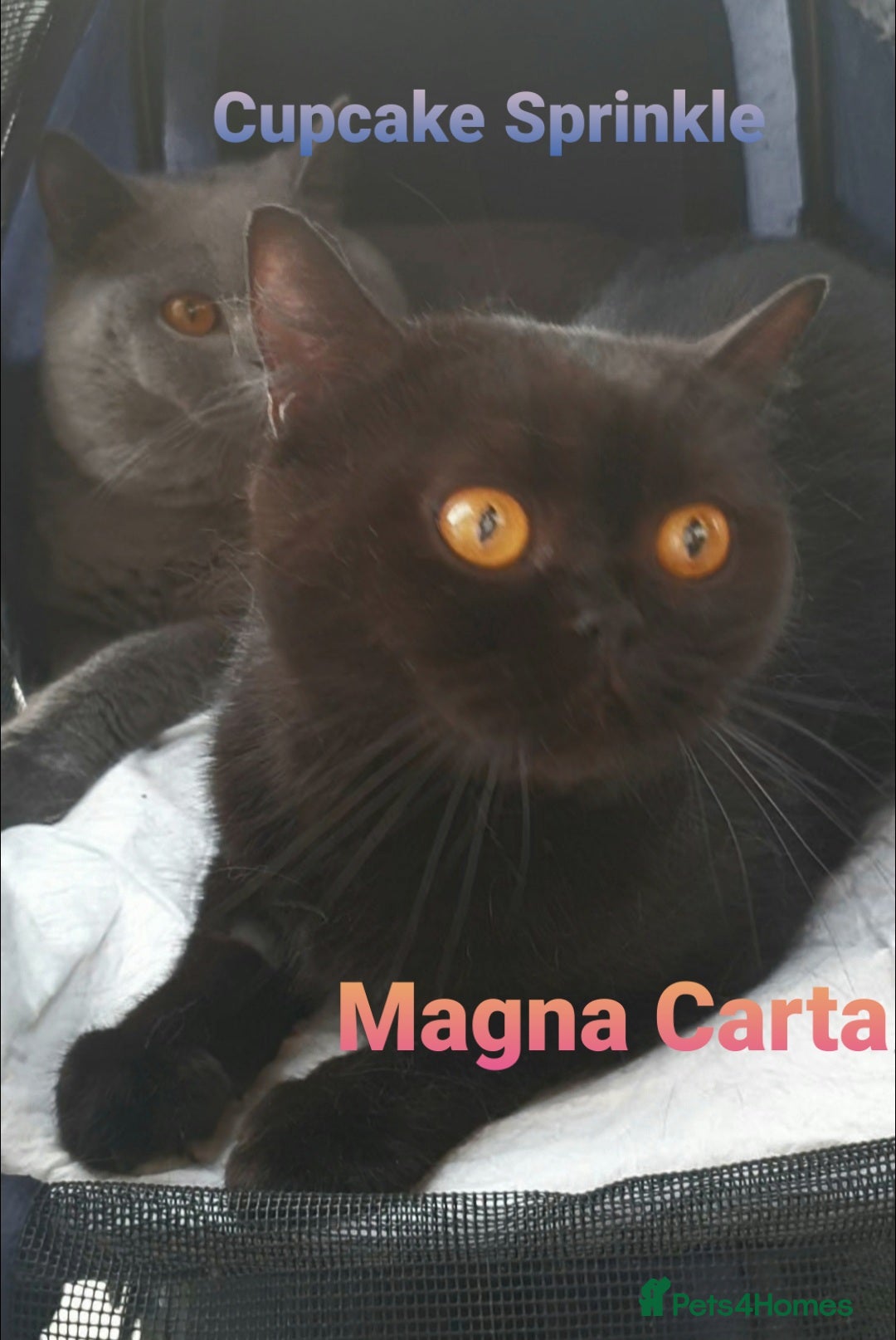 British Shorthair cats for sale: Closing of BSH cattery, 50% discount  - Image 1