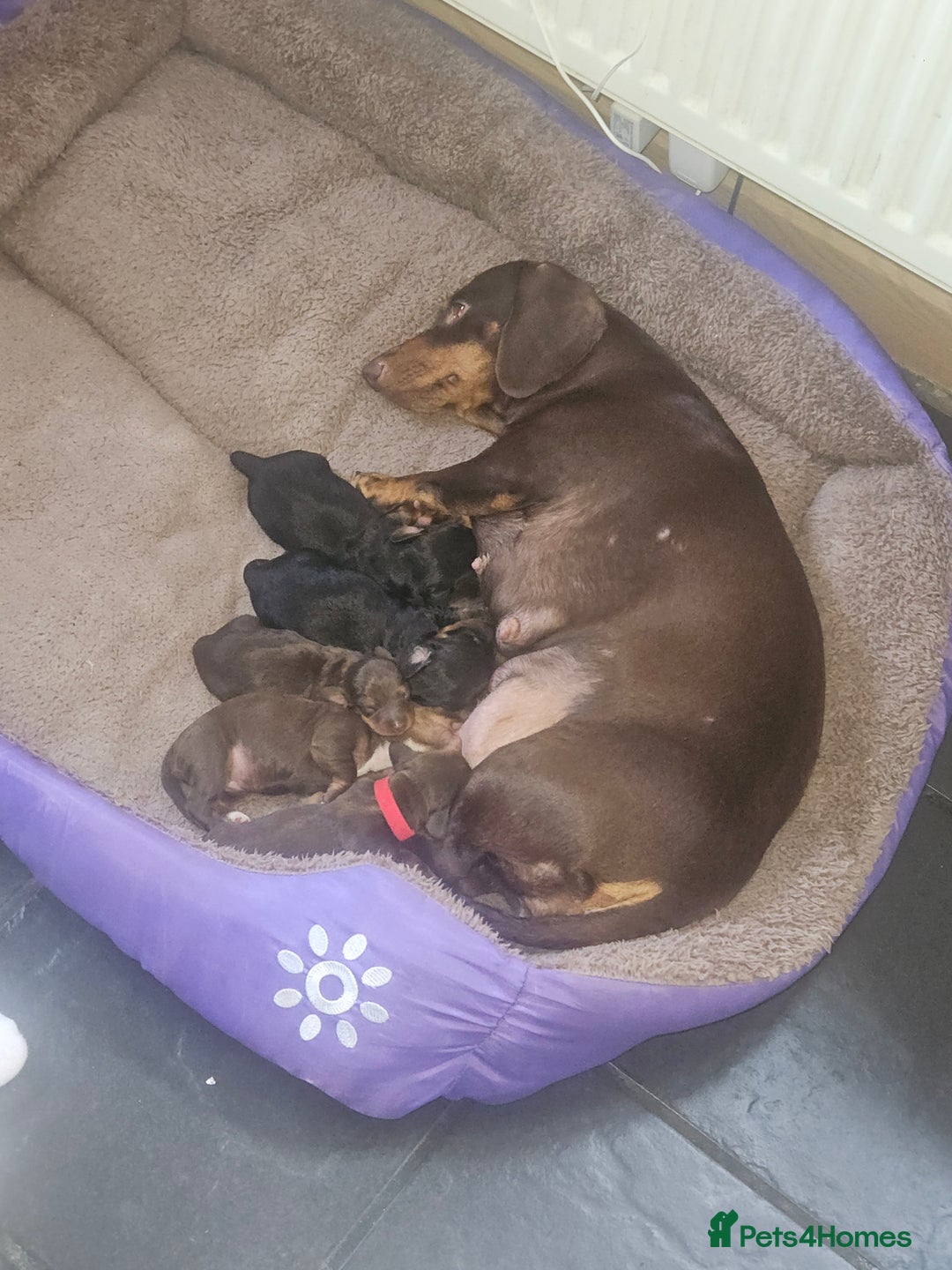 Dachshund dogs for sale: 3/4 Dachsunds  - Image 17