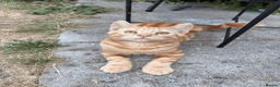 British Shorthair cats for sale: Ash & Cody  - Advert 14