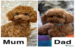 Toy Poodle dogs for sale: KC registered tiny toy poodles  - Image 11
