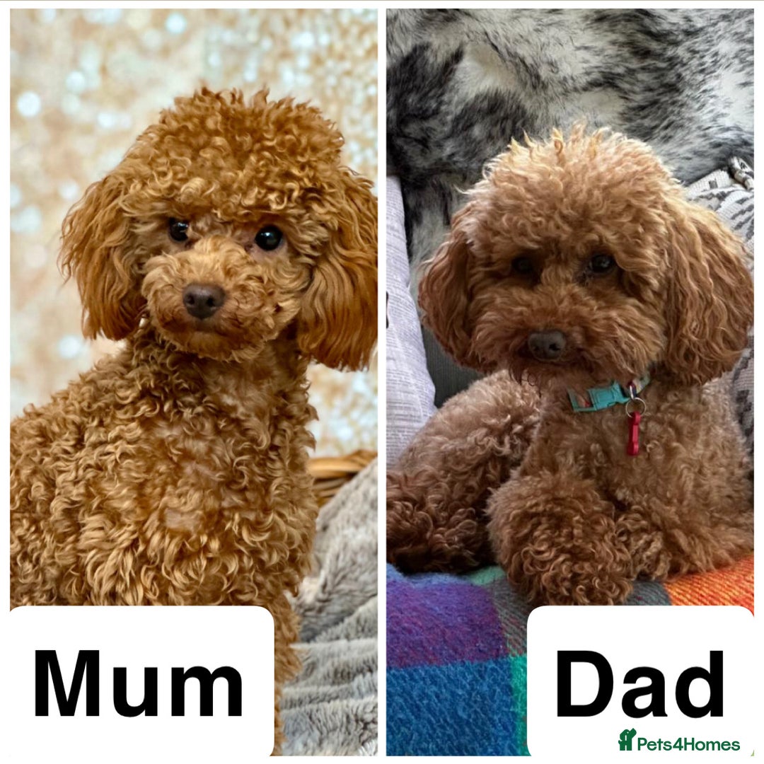 Toy Poodle dogs for sale: KC registered tiny toy poodles  - Image 11