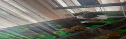 Turtle reptiles for sale: 2 musk turtles in London - Advert 2