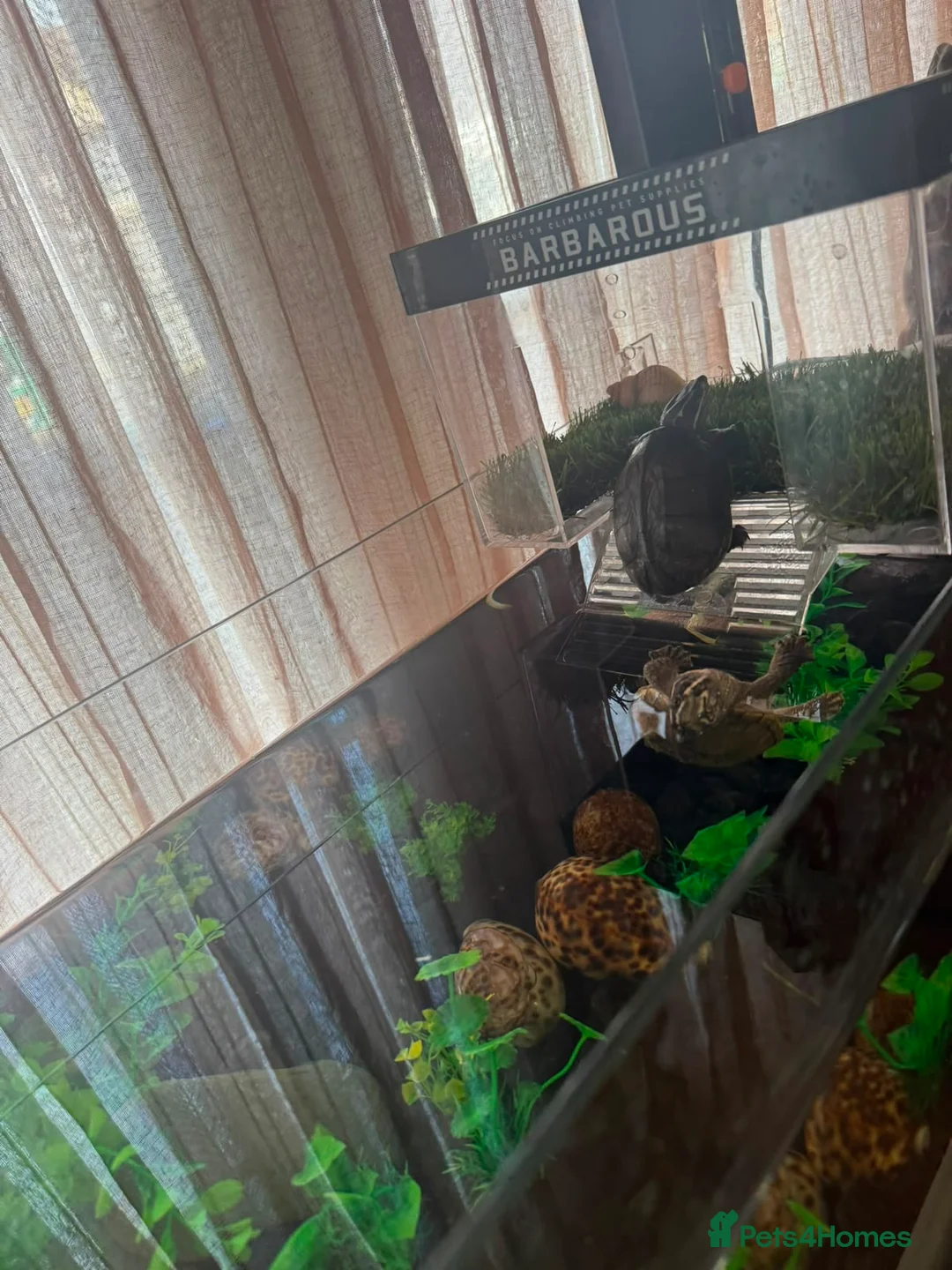 Turtle reptiles for sale: 2 musk turtles in London - Advert 2