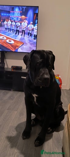 Gallery Image {{count}}