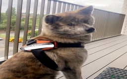 Japanese Akita Inu dogs for sale: Beautiful brindle Japanese Akita  - Image 1