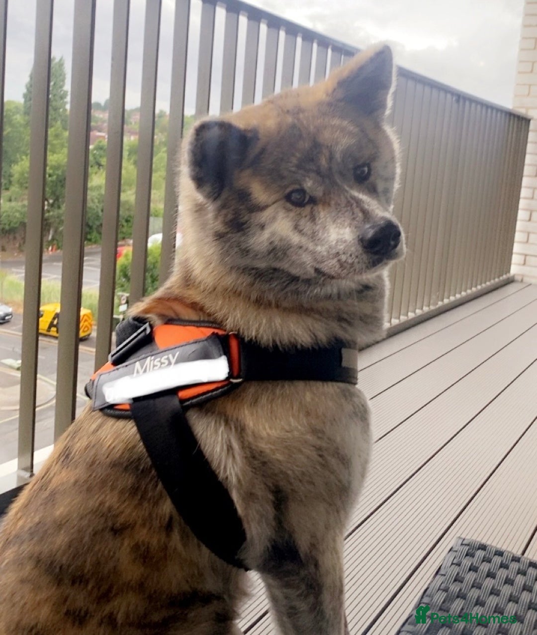 Japanese Akita Inu dogs for sale: Beautiful brindle Japanese Akita  - Image 1