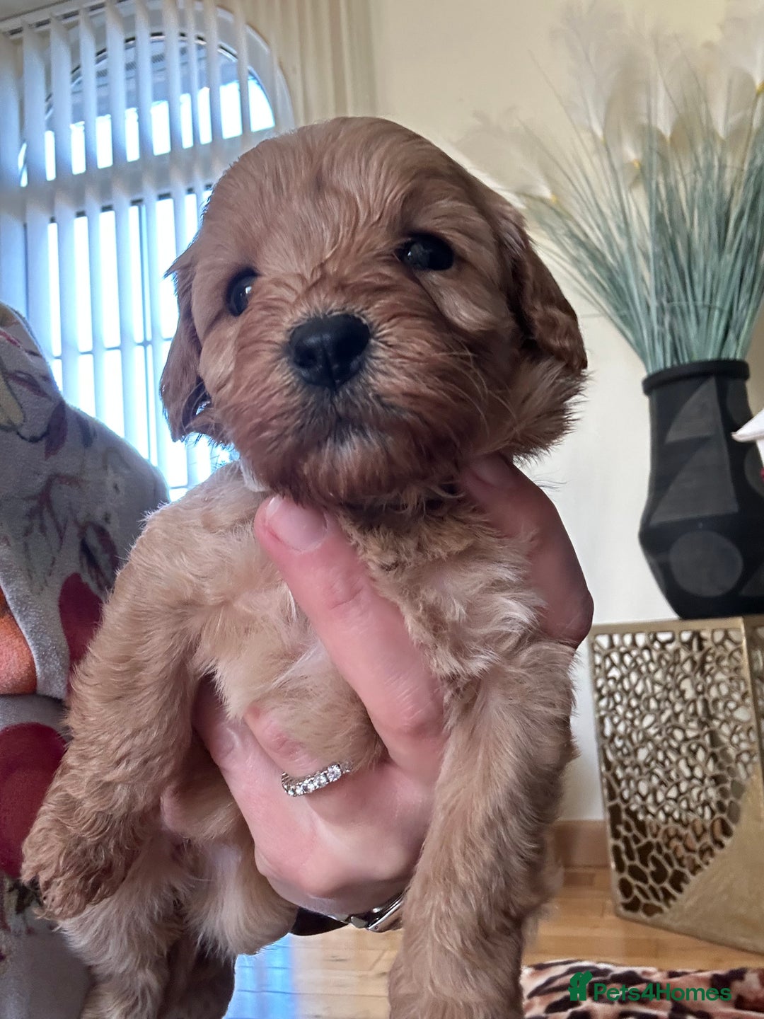 Cavapoo dogs for sale: Fox red cavapoo puppies  - Advert 3