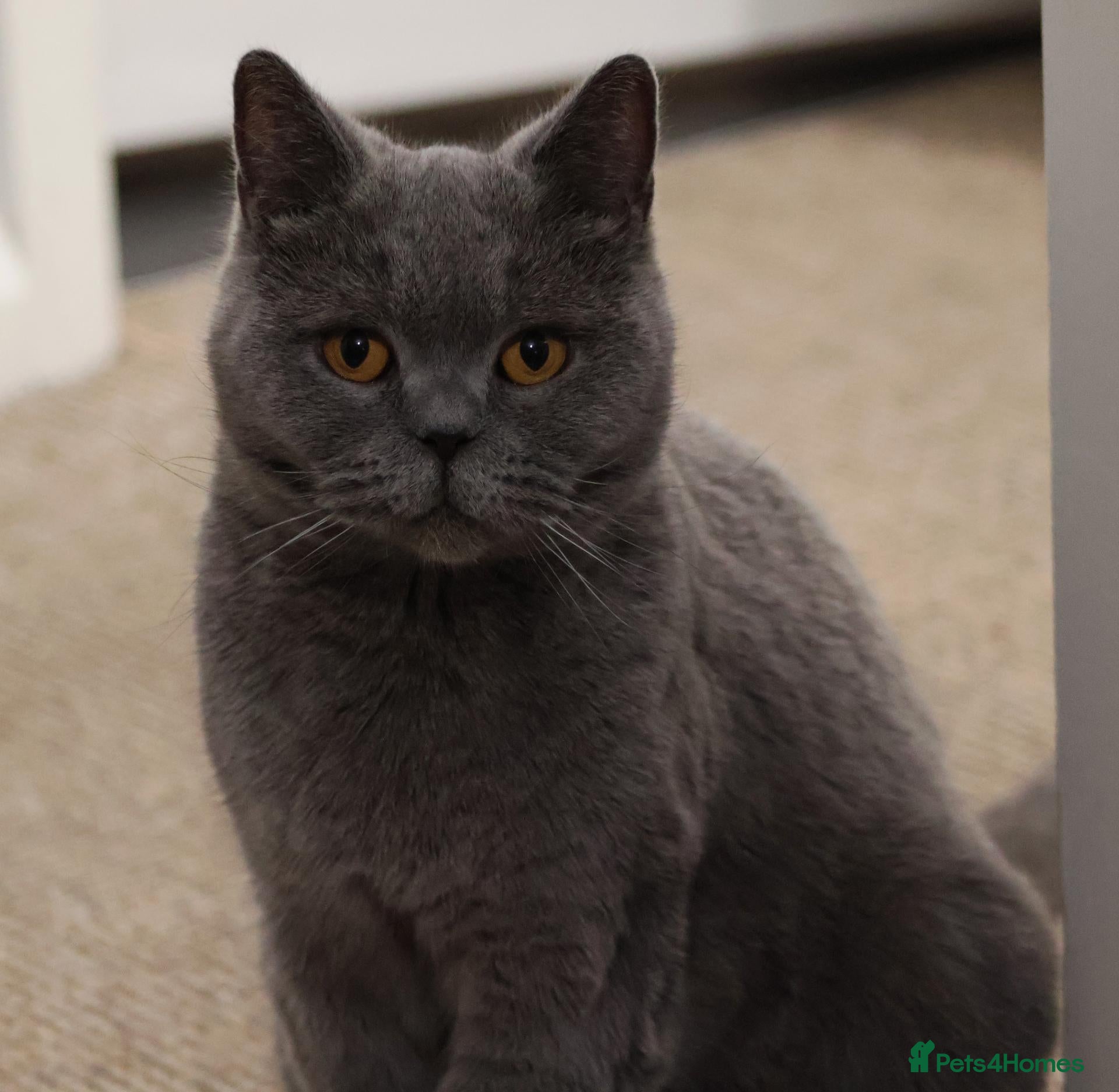 British Shorthair cats 1 year old British short hair - Advert 1