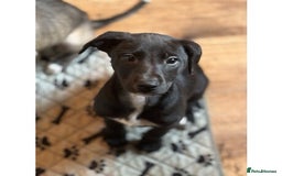 Mixed Breed dogs for sale: Italian greyhound mixed with Dalmatian - Image 1