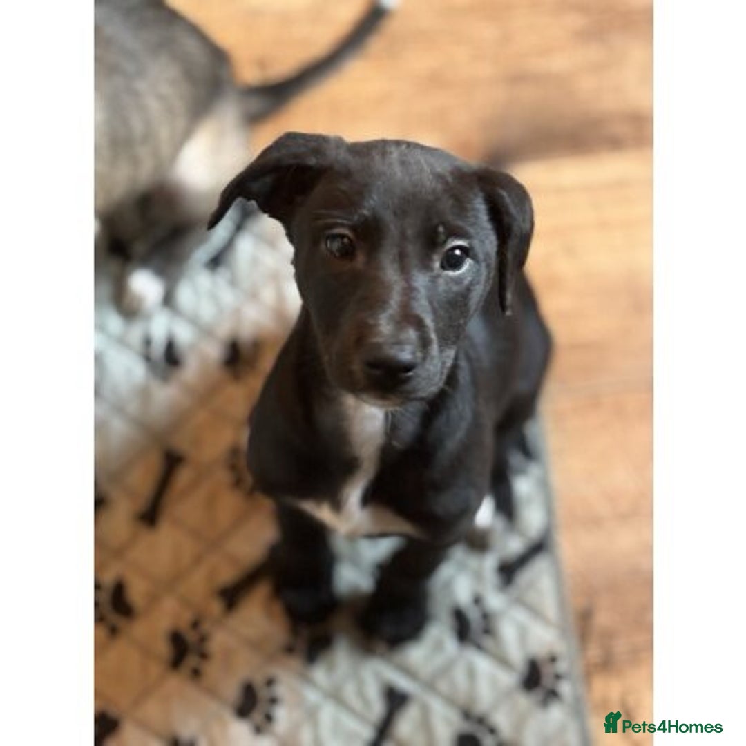 Mixed Breed dogs for sale: Italian greyhound mixed with Dalmatian - Image 1