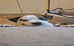 Staffordshire Bull Terrier dogs for sale: 4 PUPPIES STILL AVAILABLE - Image 8