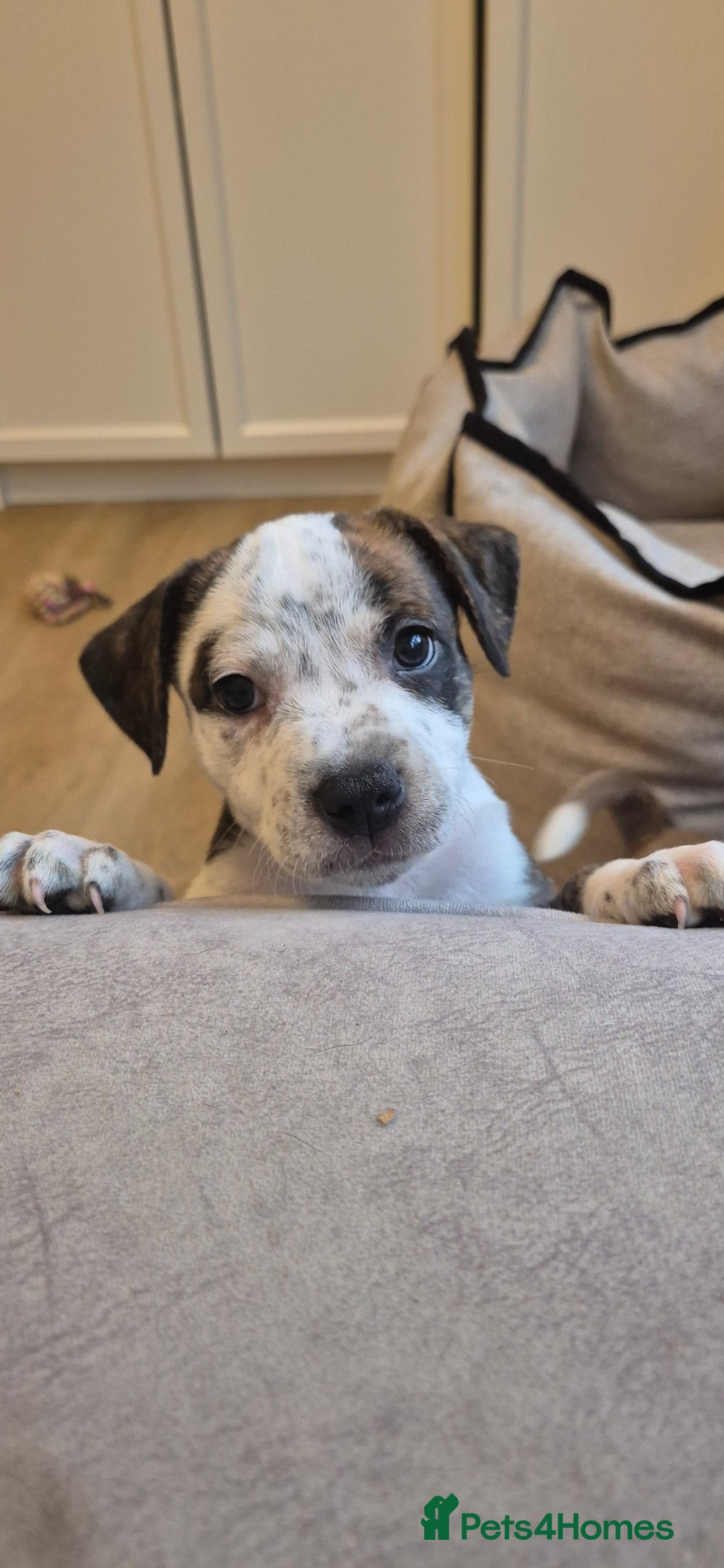Staffordshire Bull Terrier dogs for sale: 4 PUPPIES STILL AVAILABLE - Image 8