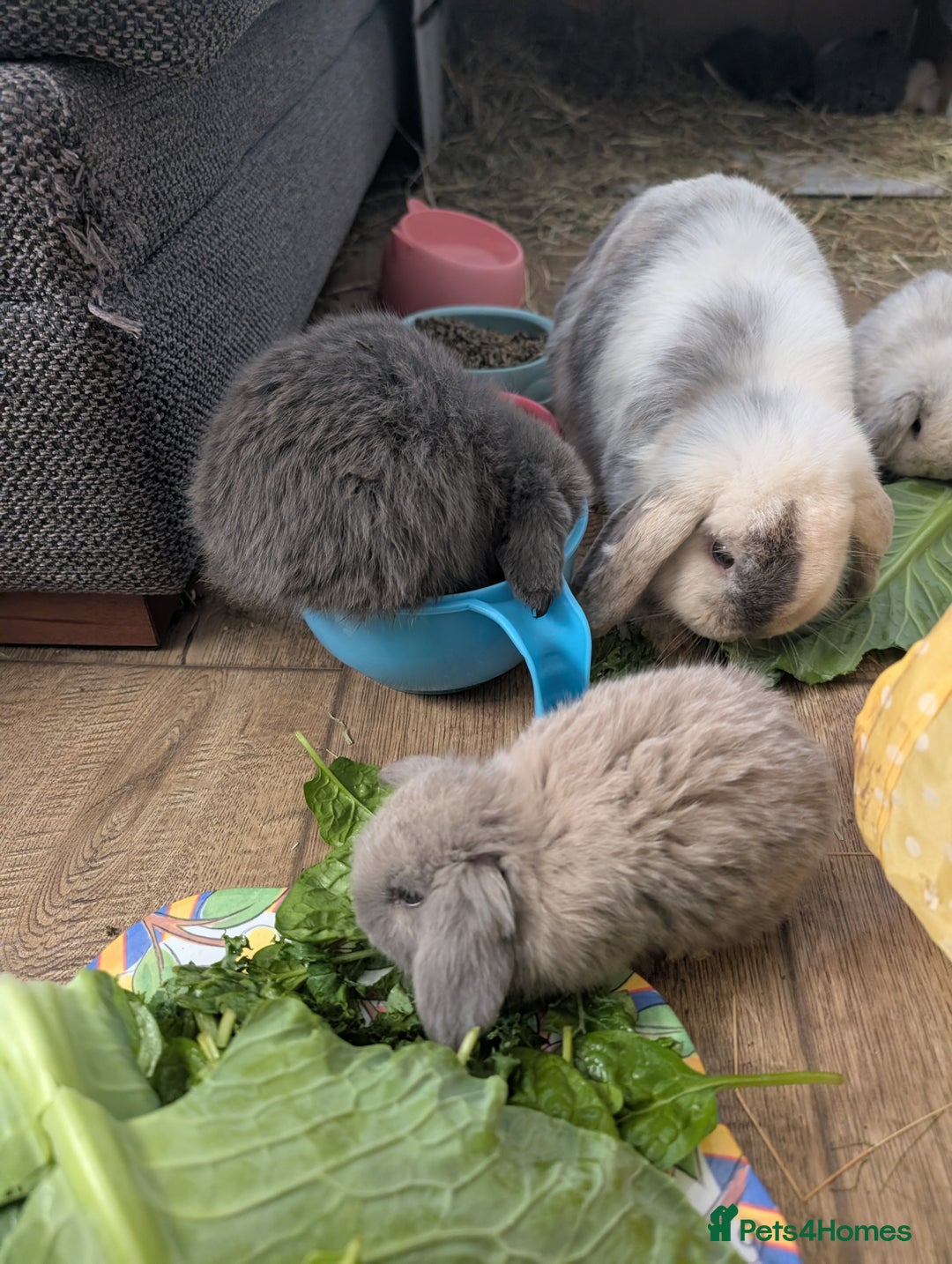 Mini Lop rabbits for sale: Mini Lops £70  - Advert 13