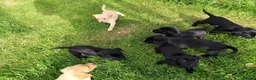 Labrador Retriever dogs for sale: Labrador pups  in Inverurie - Advert 9