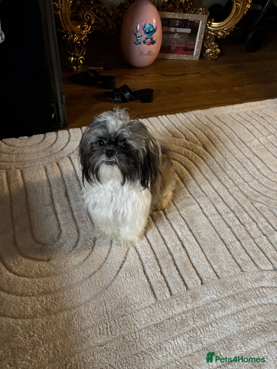 Shih Tzu dogs for sale: Shih Tzu puppies - Image 13