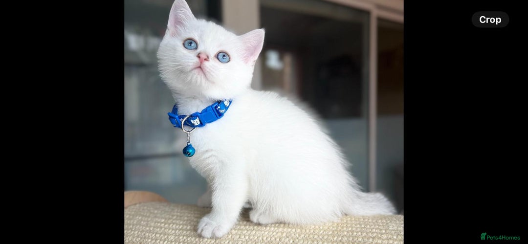 Scottish Fold cats for sale: Beautiful Scottish Straight&Fold Kittens Available - Image 6